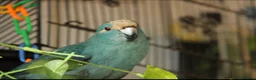 Parakeets birds for sale: Blue Kakariki Male 2.5 years old in New Malden - Advert 4