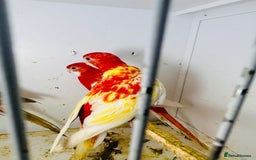 Parakeets birds for sale: Stunning Rubino/pastel rosellas for sale   - Image 9