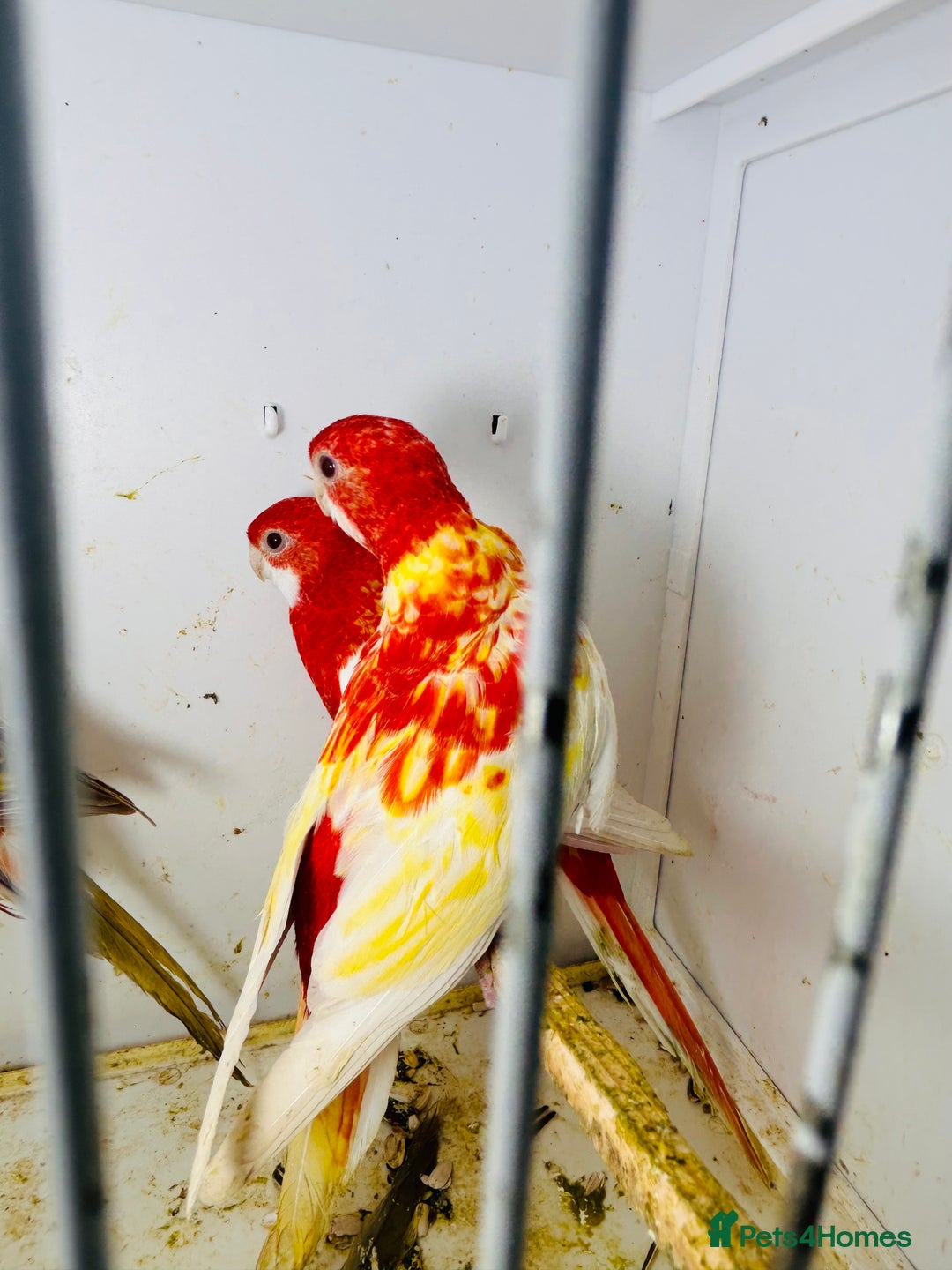 Parakeets birds for sale: Stunning Rubino/pastel rosellas for sale   - Image 9
