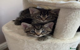 Mixed Breed cats for sale: 4 kittens for sale - Image 2