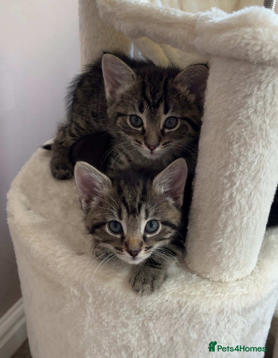 Mixed Breed cats for sale: 4 kittens for sale - Image 2