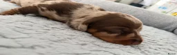 Dachshund dogs for sale: Miniature dachshund puppies - Advert 3