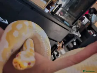 Python Snake reptiles Snake for sale - Advert 1