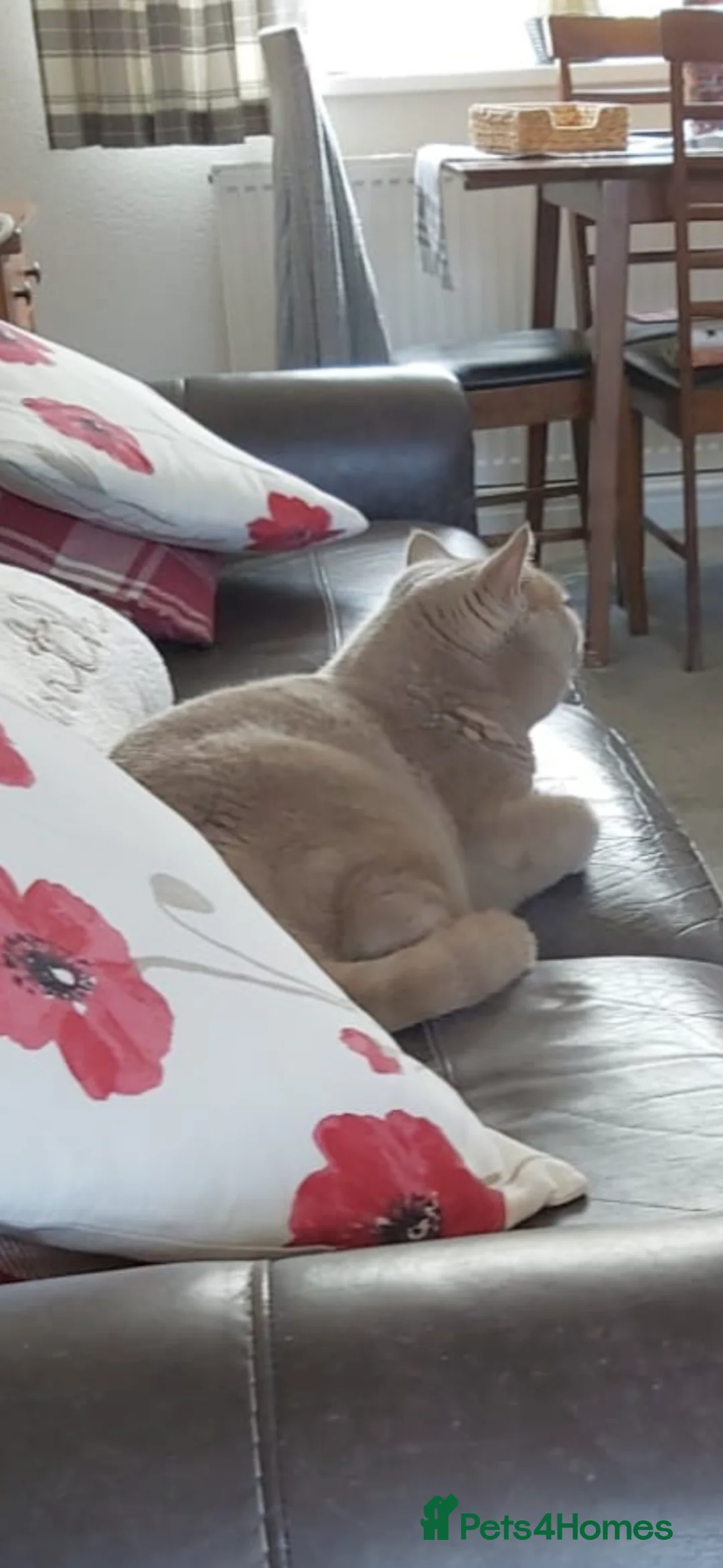 British Shorthair cats for sale: Bruno  in Tamworth - Advert 10