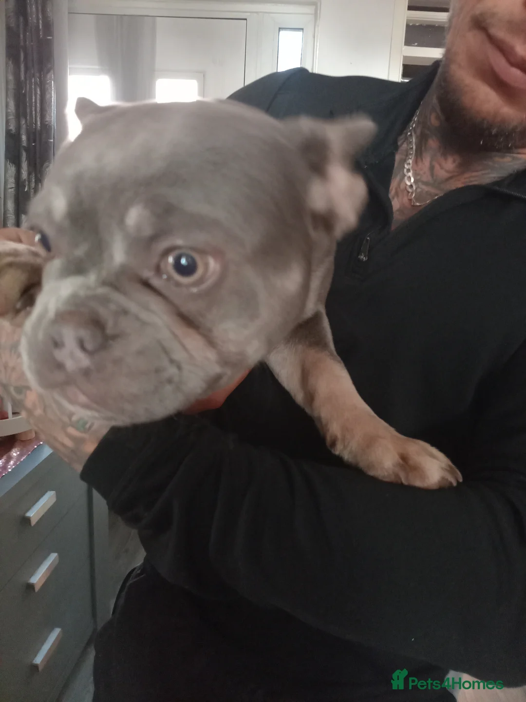 French Bulldog dogs for sale: French bulldog  in Chorley - Advert 2