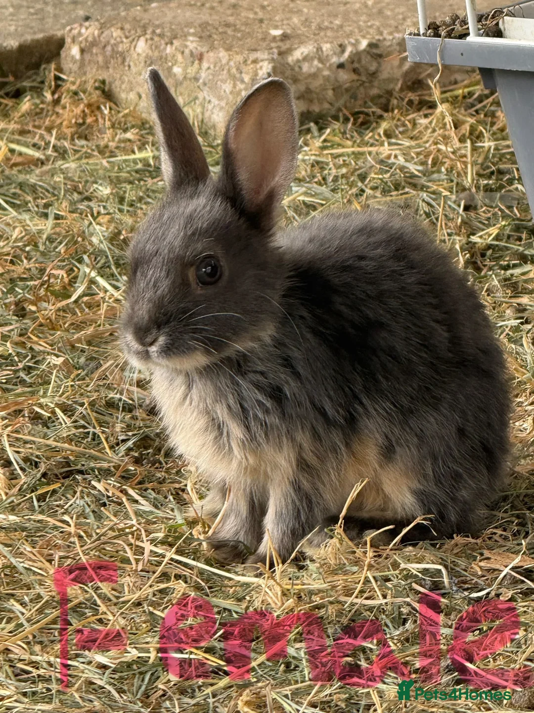 Mixed Breed rabbits for sale: Baby rabbits FREE - Advert 5