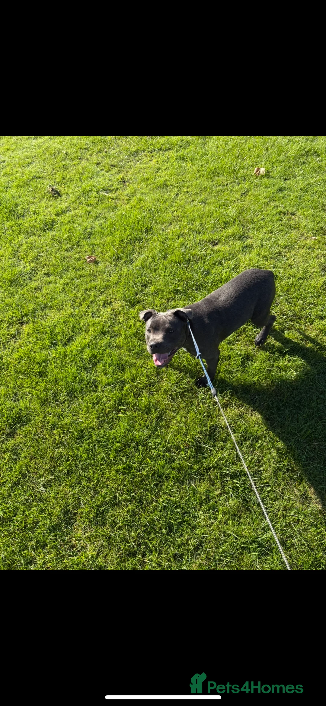 Staffordshire Bull Terrier dogs for stud: Blue Staffy to stud - Advert 5