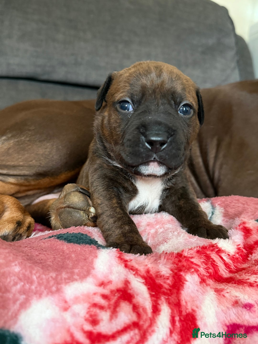 Mixed Breed dogs for sale: Beautiful Home- Reared Puppies!  - Advert 2