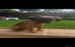 Griffon Bruxellois dogs for sale: Griffon bruxillious pup  - Image 7