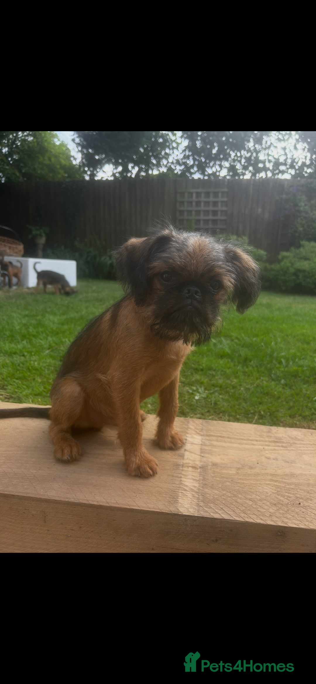 Griffon Bruxellois dogs for sale: Griffon bruxillious pup  - Image 7