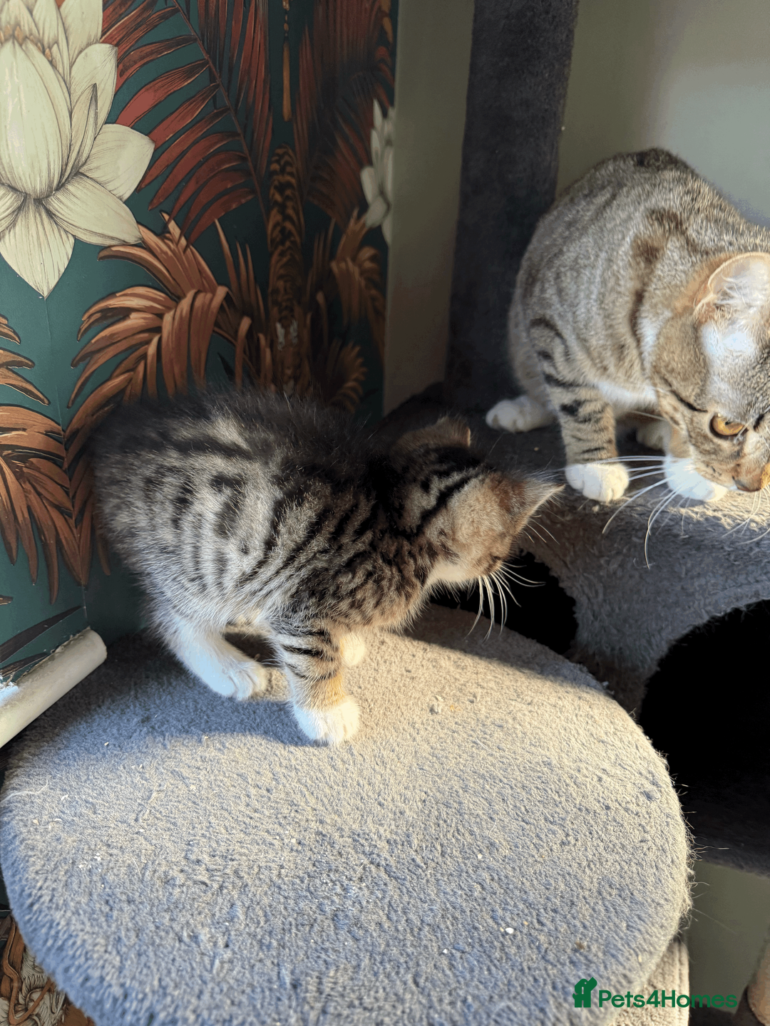 British Shorthair cats for sale: Kittens for sale - Advert 2