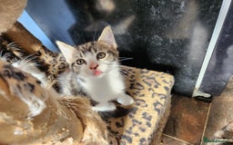 Mixed Breed cats for sale: Beautiful kittens - Image 2