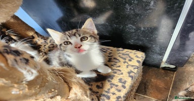 Mixed Breed cats - Advert 12