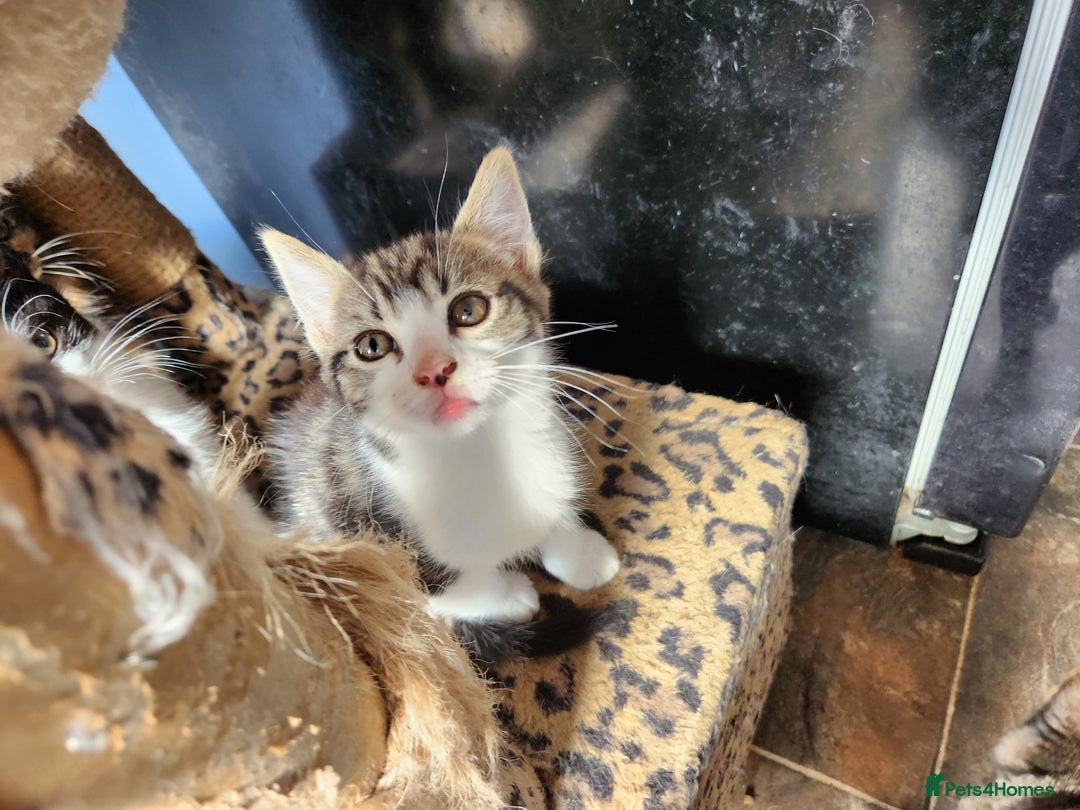 Mixed Breed cats for sale: Beautiful kittens - Image 2