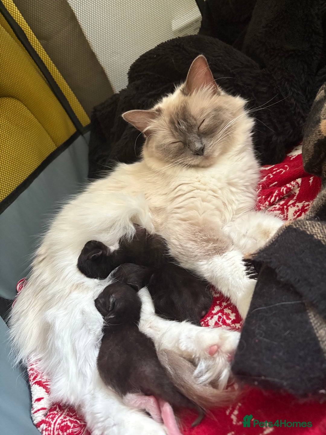 Mixed Breed cats for sale: Mixed rag doll  - Image 5