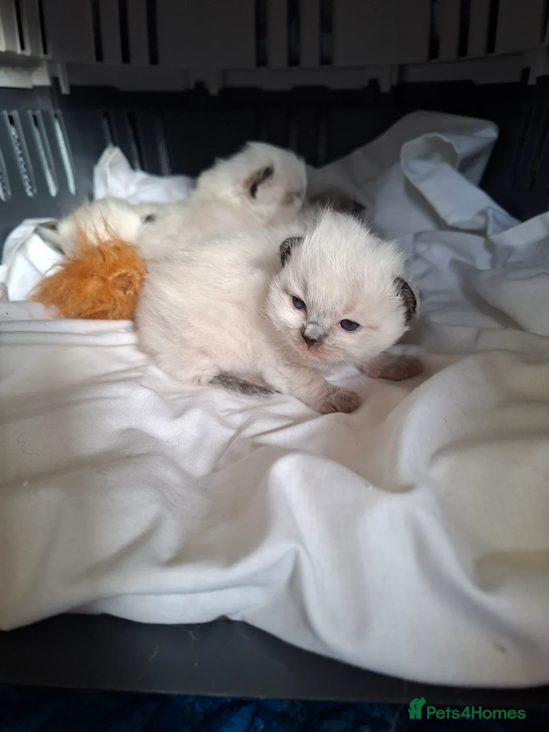 Ragdoll cats for sale: PEDIGREE RAGDOLL KITTENS - Advert 3