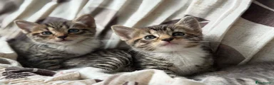 Domestic Shorthair 2