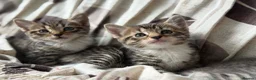 Domestic Shorthair cats for sale: Adorable Kittens Looking for Their Forever Homes  in Harrow - Advert 4