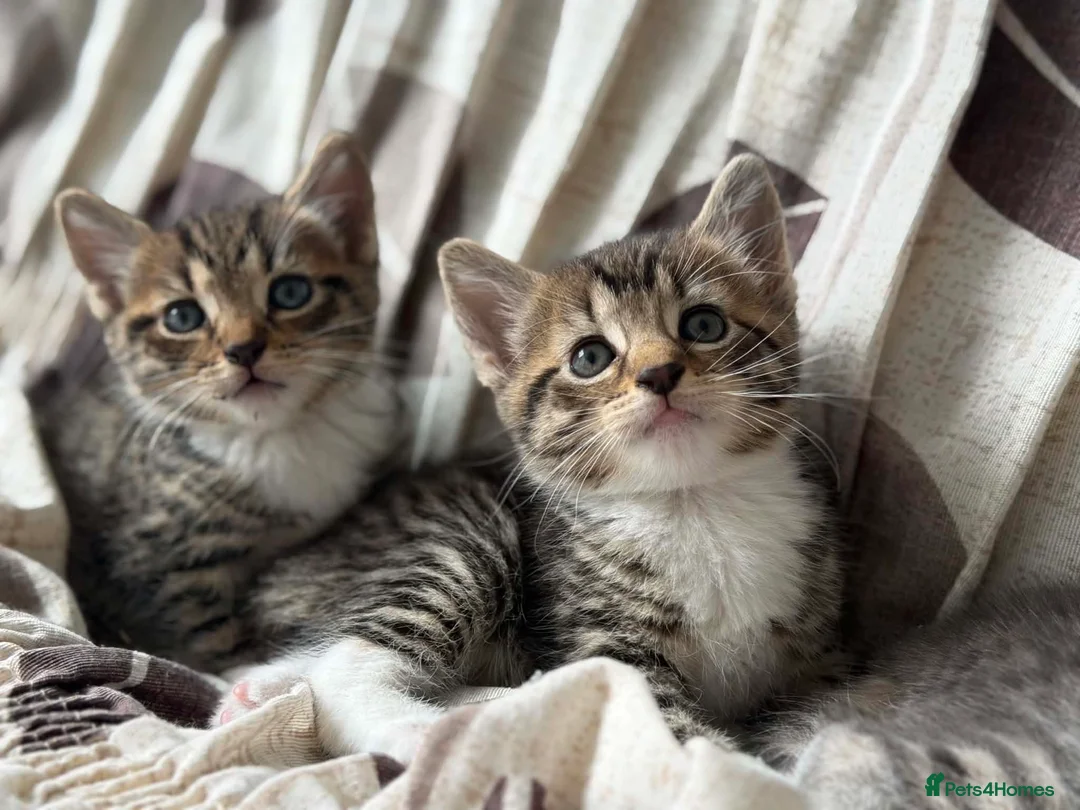 Domestic Shorthair cats for sale: Adorable Kittens Looking for Their Forever Homes  in Harrow - Advert 4