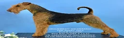 Airedale Terrier dogs for sale: Superb KC registered Airedales sired by champion! - Advert 8