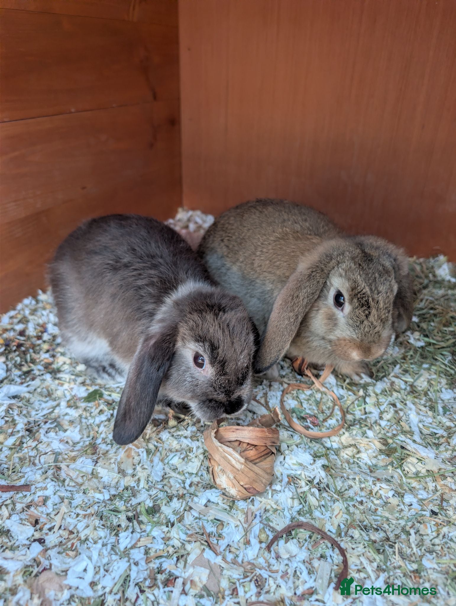 Mini Lop rabbits Mini Lop Rabbits - Advert 14