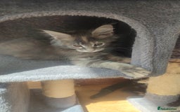 Maine Coon cats for sale: Fully health tested and Tica registered  in Great Missenden - Image 28