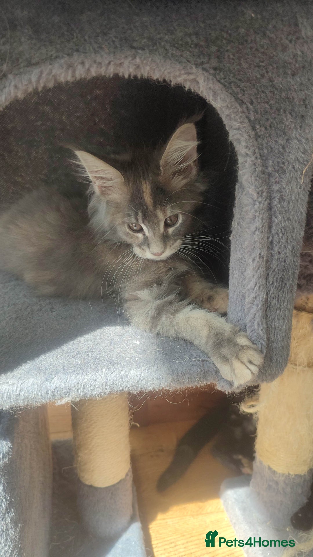 Maine Coon cats for sale: Fully health tested and Tica registered  in Great Missenden - Image 28