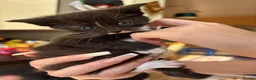 Mixed Breed cats for sale: Sweet little kittens for sale! - Advert 8