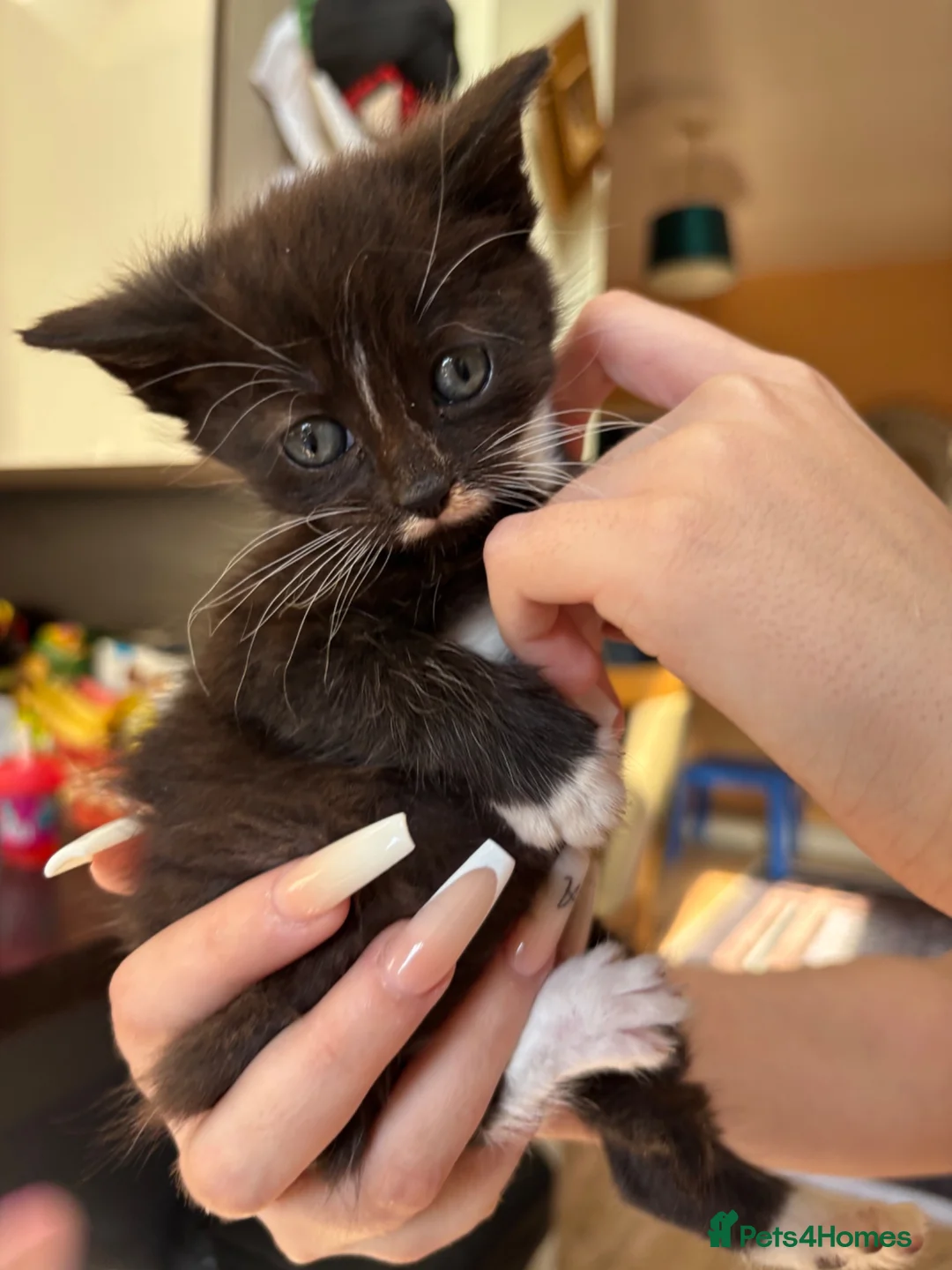 Mixed Breed cats for sale: Sweet little kittens for sale! - Advert 10
