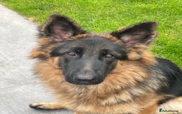 German Shepherd dogs for sale: German shepherd 10 months old  - Image 4