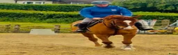 KWPN horses for sale: Floris - A true all round sweet heart  - Advert 3