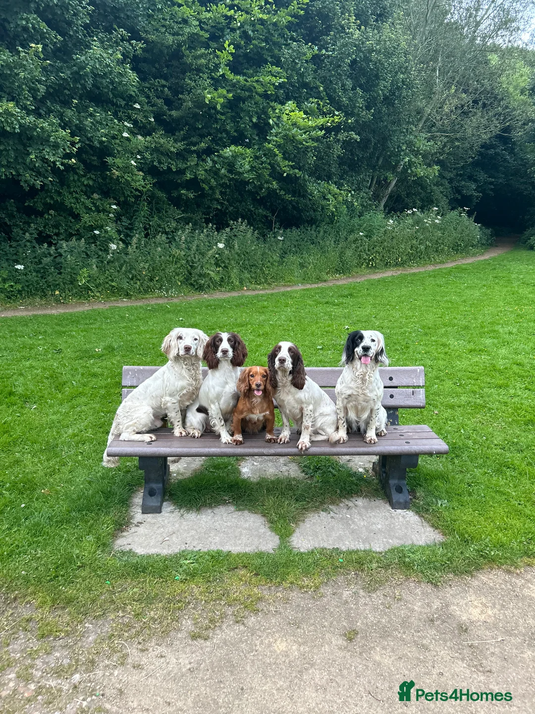 English Springer Spaniel dogs for stud: HEALTHTESTED WORKING ENGLISH SPRINGER SPANIEL in Bishop Auckland - Advert 10