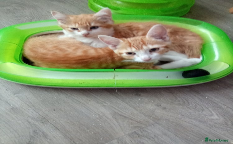 Mixed Breed cats - Advert 13