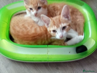 Mixed Breed cats - Advert 28