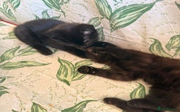 Domestic Shorthair cats for sale: 2 beautiful black and brown kittens  - Image 5
