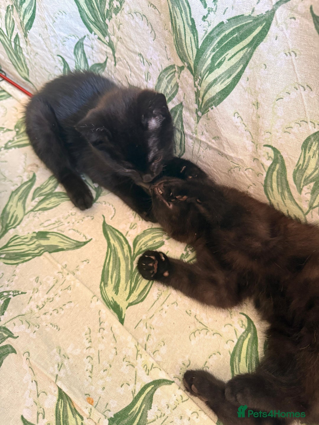 Domestic Shorthair cats for sale: 2 beautiful black and brown kittens  - Image 5