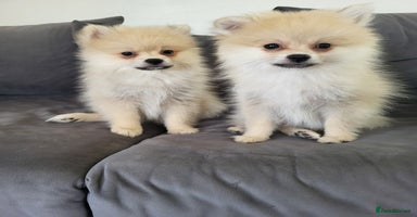 Pomeranian dogs - Advert 11