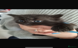 Mixed Breed cats for sale: Female kitten - Image 1
