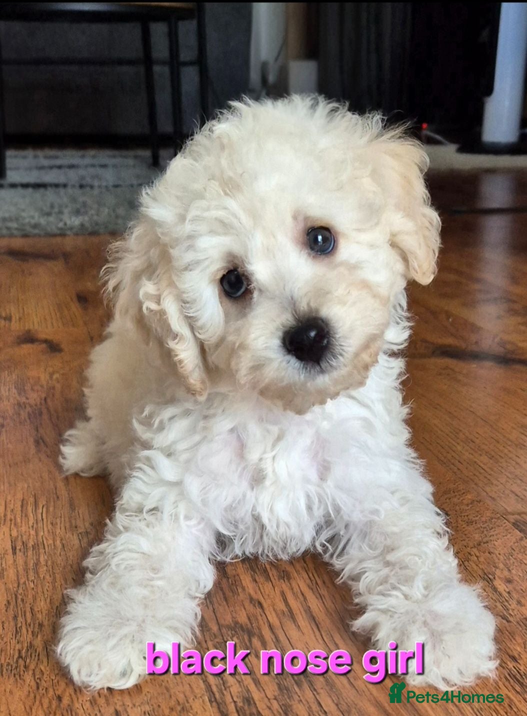 Poochon dogs Poochon 1 girl 2 boys F1b - Advert 3
