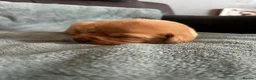 Labrador Retriever dogs for sale: Top Quality Fox Red Labradors - Advert 7