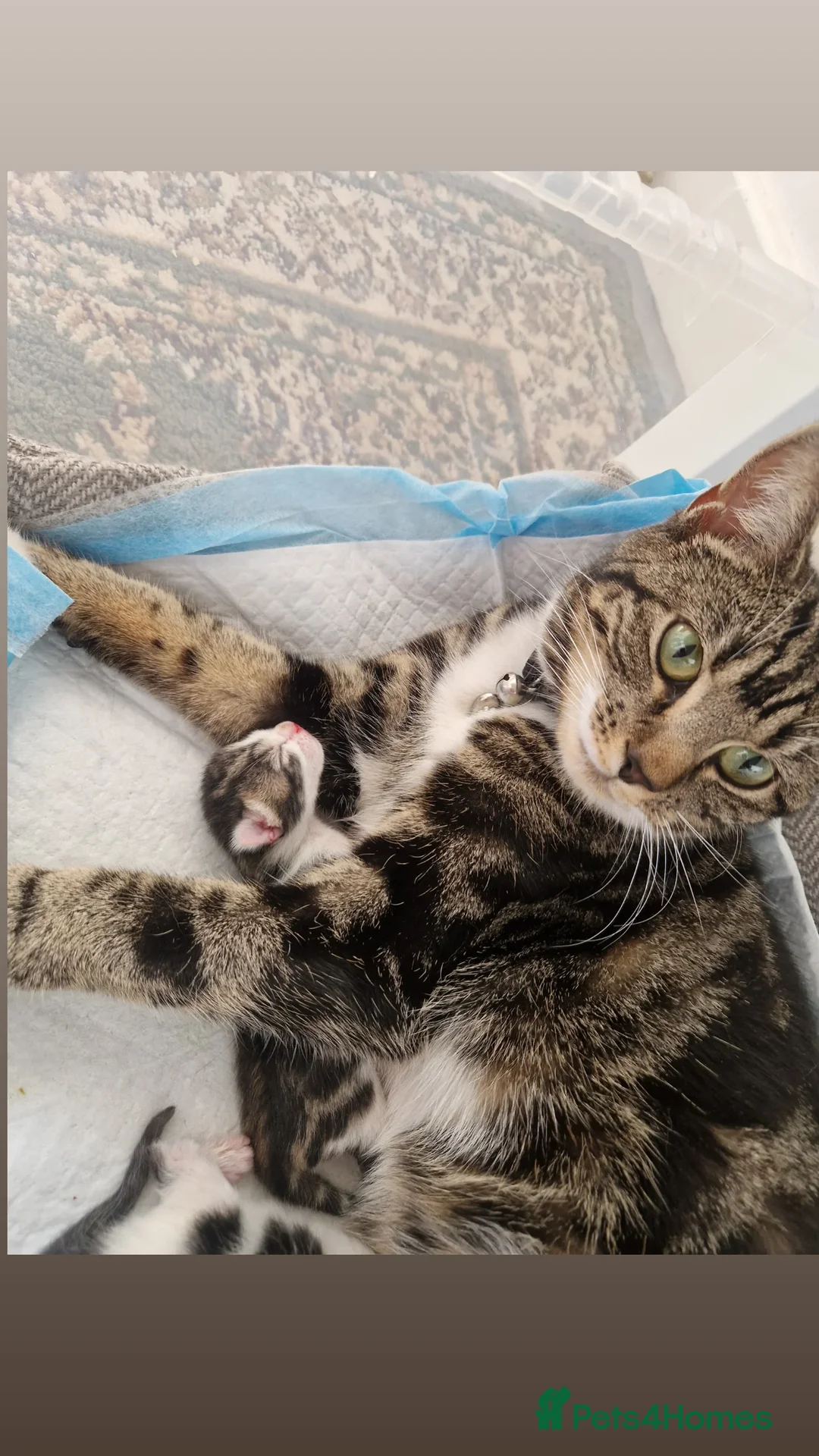 Mixed Breed cats for sale: 4 little kittens  - Image 2