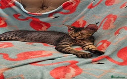 Siamese cats for sale: Siamese X Sphynx kittens - Image 36