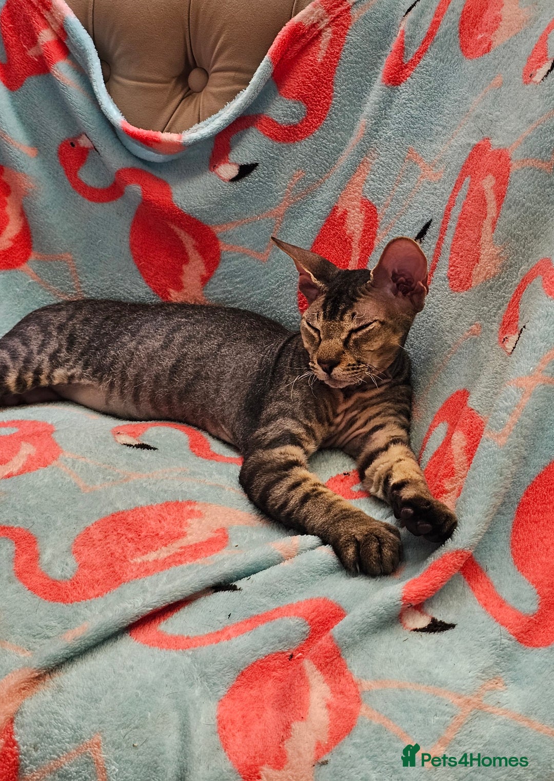 Siamese cats for sale: Siamese X Sphynx kittens - Image 36