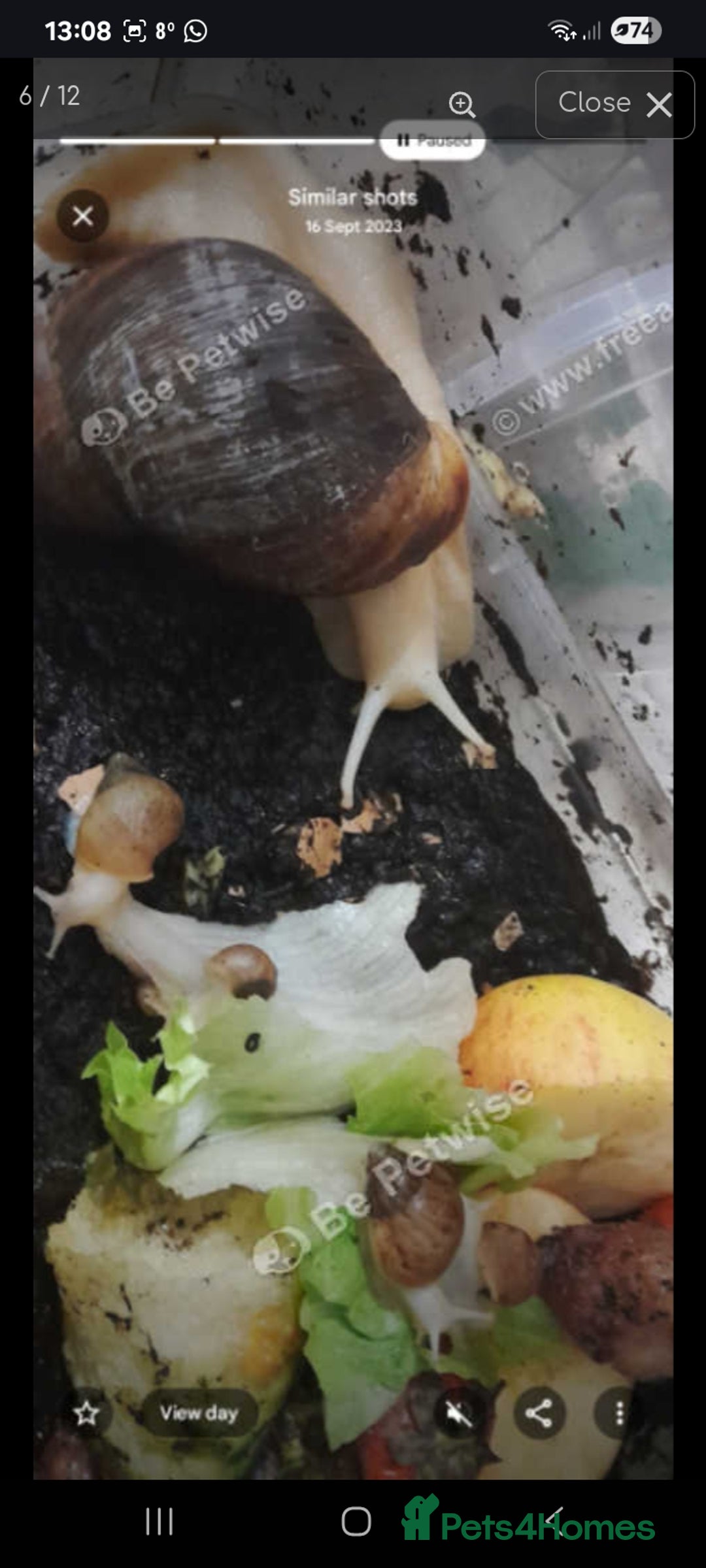Snails invertebrates for sale: Albino giant African land snails- Fulica - Advert 9