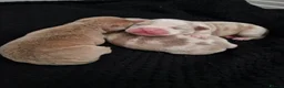 Olde English Bulldogge dogs for sale: Olde English bulldog puppies  - Advert 22