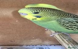 Budgerigars birds for sale: Gorgeous baby budgies - Image 10