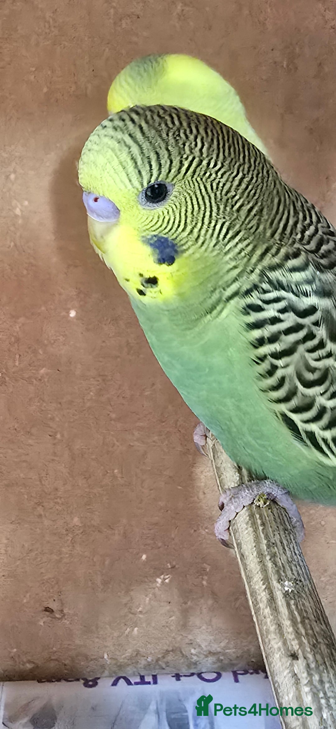 Budgerigars birds for sale: Gorgeous baby budgies - Image 10