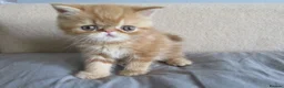 Exotic cats for sale: Lovely exotic kittens - Advert 9