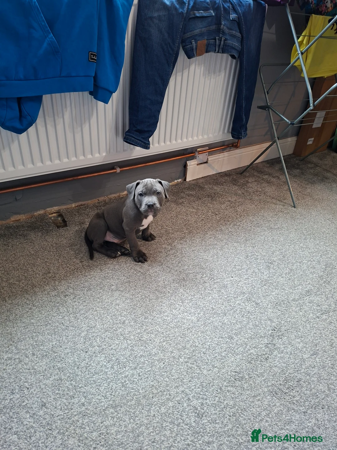 Staffordshire Bull Terrier dogs for sale: Blue staffie  - Advert 8