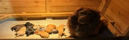 Cockapoo dogs for sale: Beautiful health tested cockapoo puppies - Advert 7